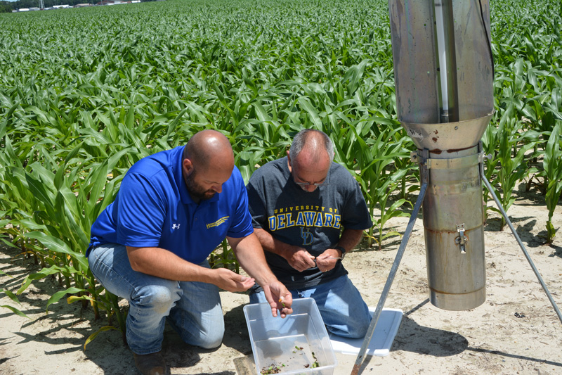 Pest Disease Management in Crops